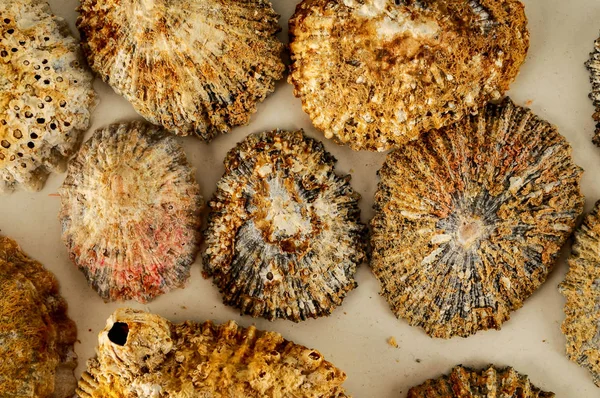 Seashell Tło Tekstury Wiele Ślimaki Morskie Mieszane — Zdjęcie stockowe