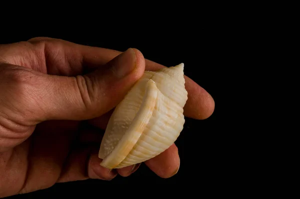 黑色背景下贝壳贝壳物体的特写 — 图库照片
