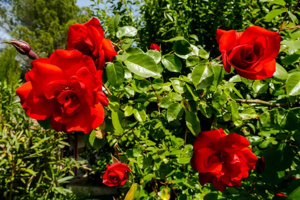 Photo Belle Floraison Rose Fond Fleur — Photo