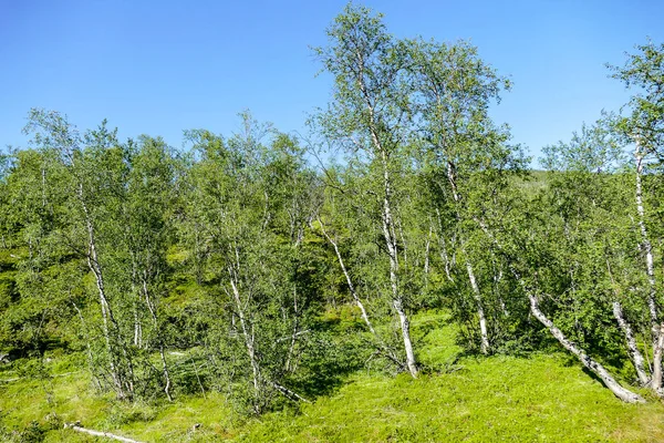 春、スウェーデンのスカンジナビアの北のヨーロッパのぶどう畑 — ストック写真