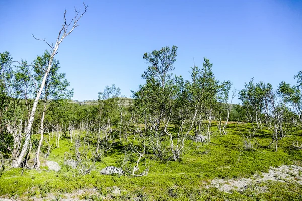 Vignoble en France, en Suède Scandinavie Europe du Nord — Photo