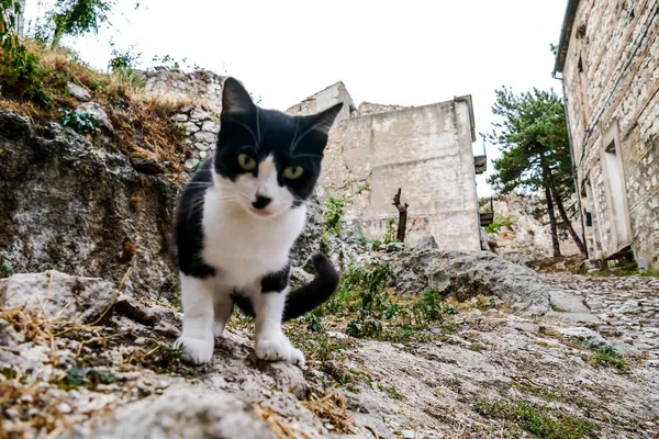 Streunende Katze Auf Der Straße Schärfentiefe Und Ausgewählter Fokus — Stockfoto