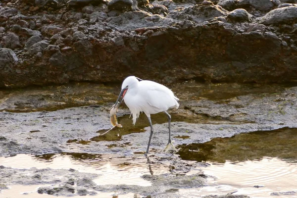 Foto Imagem Pássaro Branco Macho Egret — Fotografia de Stock