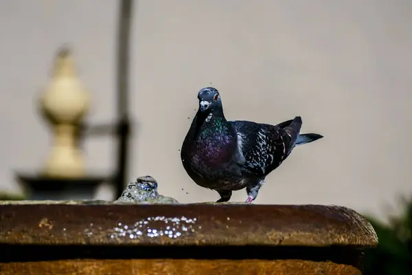 Foto Afbeelding Van Een Mannelijke Volwassen Duif Achtergrond — Stockfoto