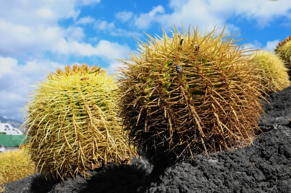 Succulent Plant Cactus Growing Asphalt Ground — Stock Photo, Image