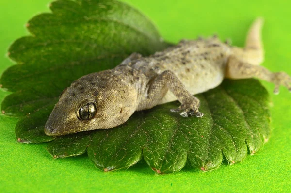 Pequeño Lagarto Gecko Una Hoja Verde Sobre Fondo Coloreado — Foto de Stock