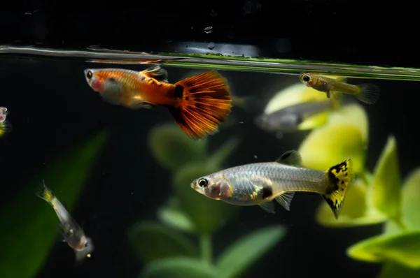 Guppy Multi Colored Fish Tropical Acquarium — Stock Photo, Image