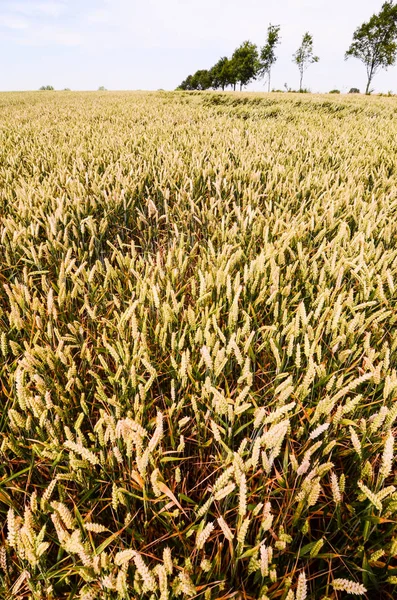 Textured Wheat Field Het Europese Platteland Duitsland — Stockfoto