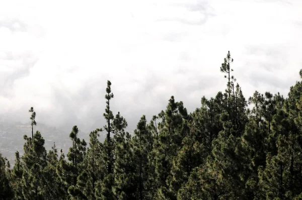 Некоторые Облака Над Деревьями Тенерифе Испания — стоковое фото