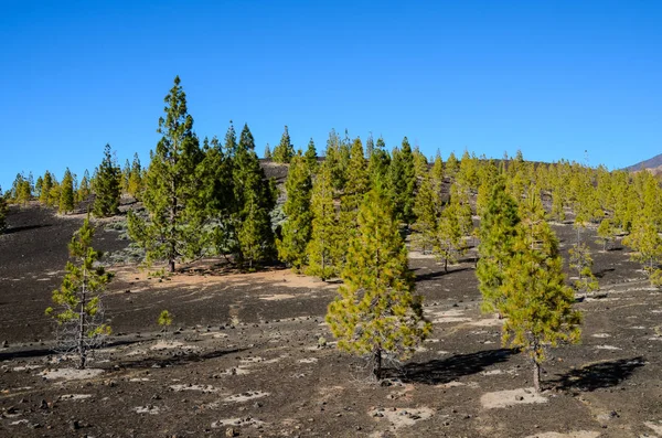 Корона Предупреждает Teide Национальном Парке Тенерифе Канареечной Сосной — стоковое фото