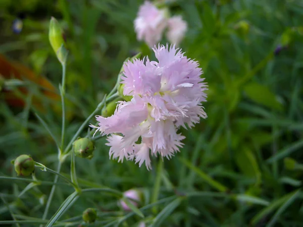 緑の庭に新鮮な色の花を咲かせる — ストック写真