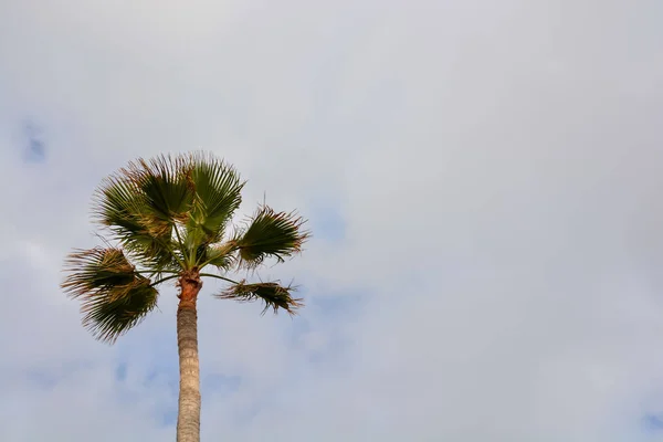 Zielone Palmy Wysp Kanaryjskich Tle Pochmurnego Nieba — Zdjęcie stockowe