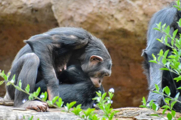 Дикое Чёрное Шимпанзе Обезьяна Обезьяна — стоковое фото