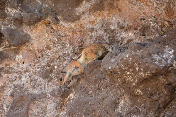 Barbary Ground Squirrel Atlantoxerus Getulus Hiszpańskiej Wyspie Fuerteventura — Zdjęcie stockowe