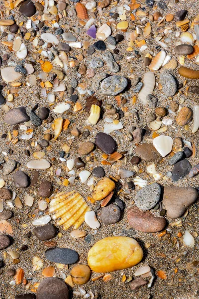 Photo Image Texture Coquillages Rochers Sur Fond Sable — Photo