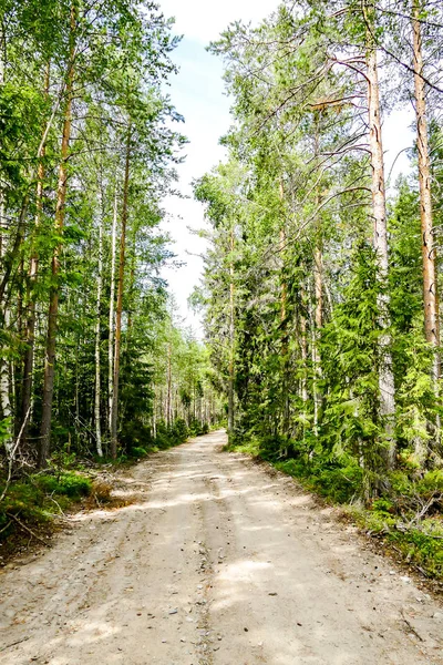 path in forest, beautiful photo digital picture