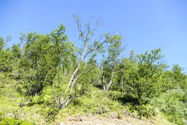 美しい写真のデジタル画像の丘の上の木 — ストック写真