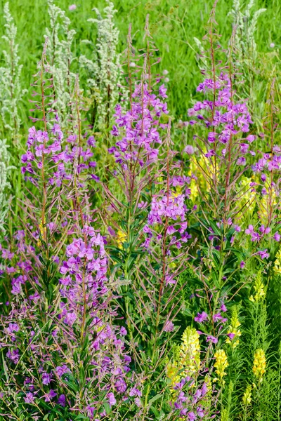 Поле Фиолетовых Цветов Красивое Фото Цифровое Изображение — стоковое фото