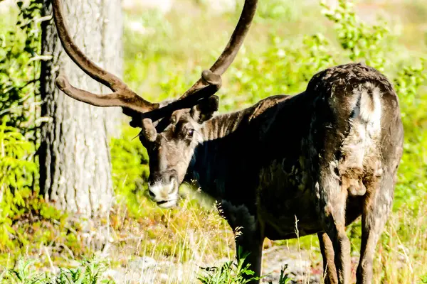 Antelope Zoo Beautiful Photo Digital Picture — Stock Photo, Image