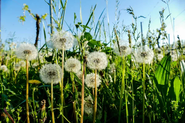 庭の花リグーリア州のシンクルな場所で — ストック写真