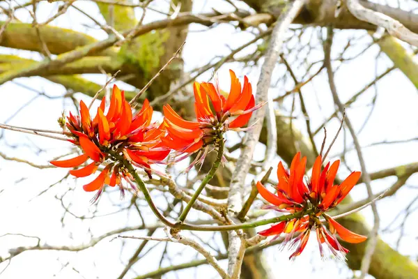 Red Flowers Garden Beautiful Photo Digital Picture — Stock Photo, Image