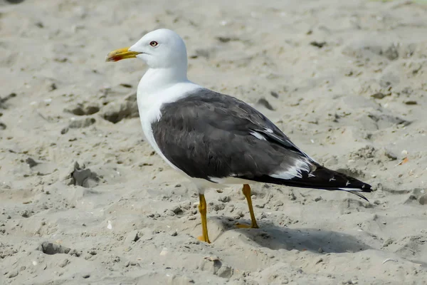 Mewa Plaży Piękne Zdjęcie Cyfrowe — Zdjęcie stockowe