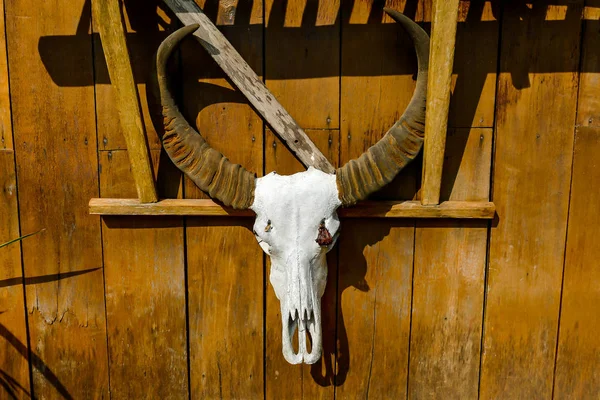 Skull Horns Beautiful Photo Digital Picture — Stock Photo, Image