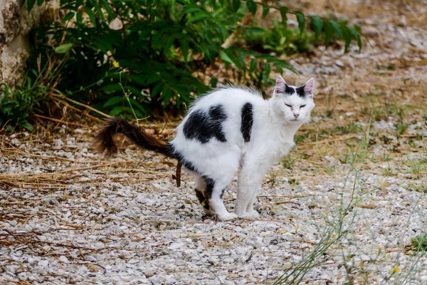Katze Nimmt Eine Müllkippe Scheiße Poop Shitting Cat — Stockfoto