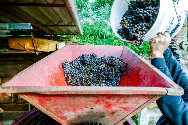 Colheita Uvas Vinha Itália Norte Uvas Vermelhas Para Vinho — Fotografia de Stock