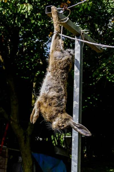 Matanza Liebre Animal Matanza Los Animales Muerte Del Conejo Liebre —  Fotos de Stock