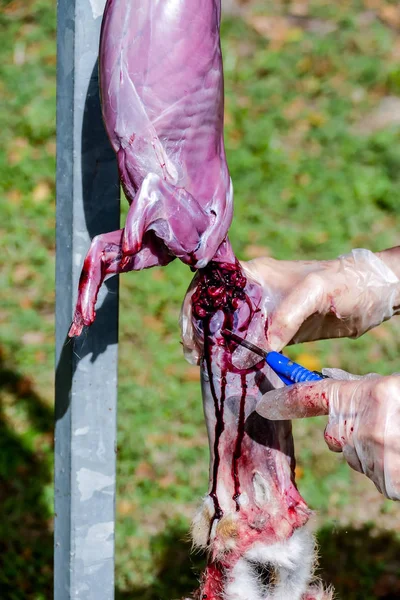 Macellazione Della Lepre Animale Macellazione Degli Animali Morte Del Coniglio — Foto Stock