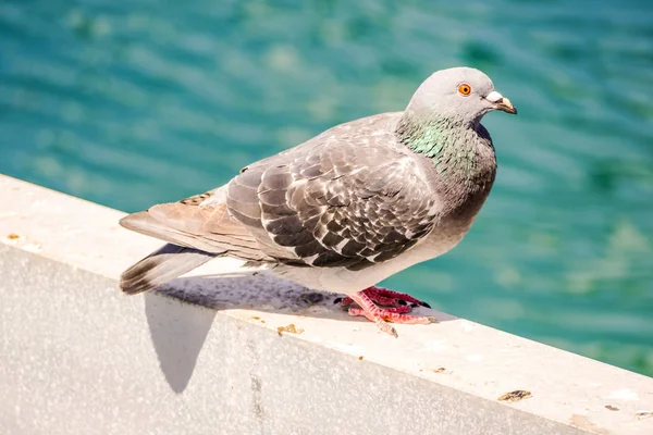 Ein Ausgewachsener Flussregenpfeifer Der Nähe Eines Felsstrandes — Stockfoto