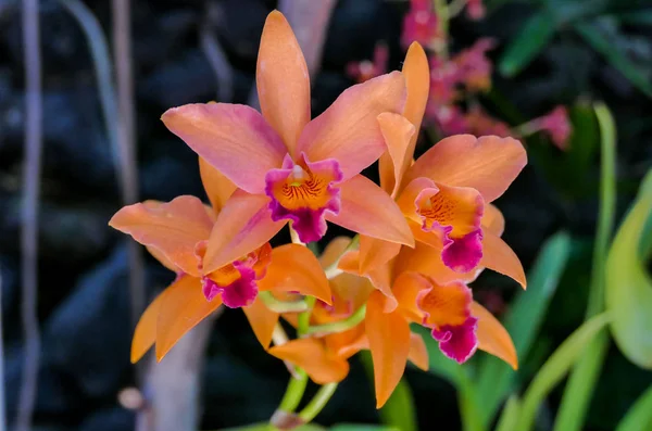 Fleur Orchidée Dans Jardin Tropical Phalaenopsis Fleurs Orchidée Poussant Sur — Photo