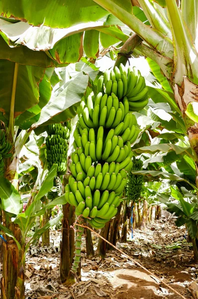 Plantación Plátanos Sur Tenerife Islas Canarias —  Fotos de Stock