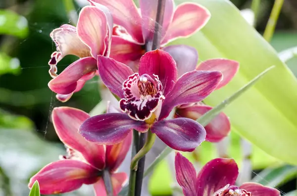 Fiore Del Orchid Nel Giardino Tropicale Phalaenopsis Fiori Del Orchid — Foto Stock