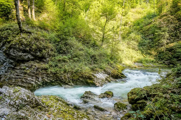 森の川美しい写真デジタル画像 — ストック写真