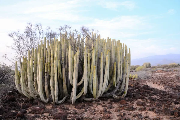 Foto Bellissimo Paesaggio Cactus Del Deserto Asciutto — Foto Stock
