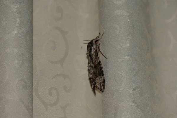 Krásný Obří Hedvábný Motýl Jménem Cecropia Moth — Stock fotografie