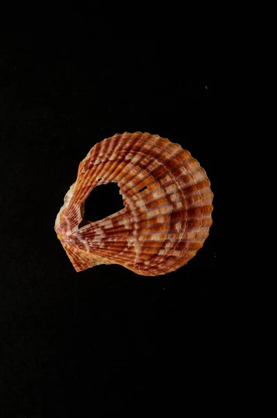 Photo Une Texture Fond Seashell — Photo