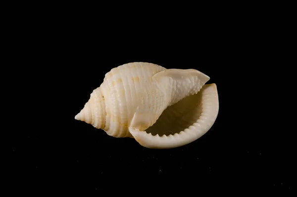 Close Shell Seashell Object Black Background — Stock Photo, Image