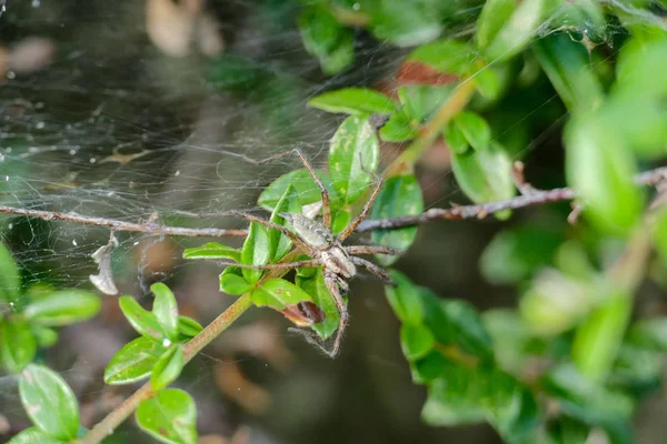 Platorid Caranguejo Aranha Família Platoridae Uma Folha Floresta Tropical — Fotografia de Stock