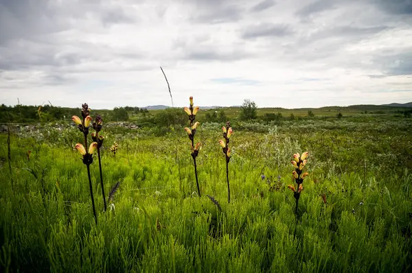 小麦の分野 美しい写真デジタル画像 — ストック写真