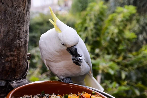 Foto Bild Eines Schönen Farbigen Tropischen Papageien — Stockfoto