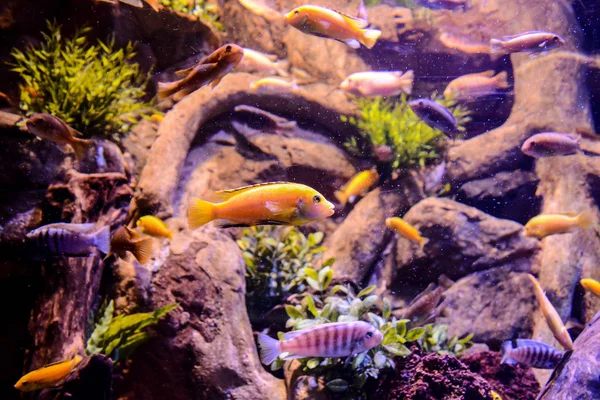 Foto Imagen Acuario Lleno Hermosos Peces Tropicales — Foto de Stock