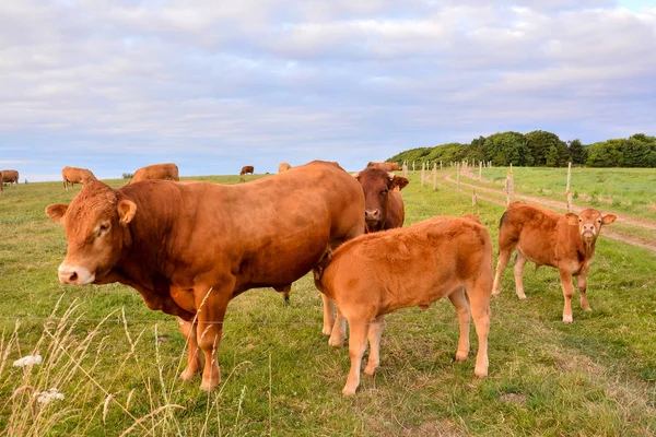 Foto Bild Von Neugierig Erwachsene Weibliche Französisch Braune Kuh Auf — Stockfoto