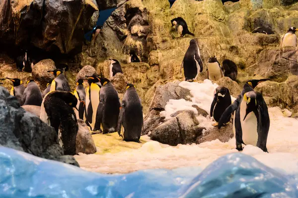 Imagen Pingüino Salvaje Jugando Pájaro —  Fotos de Stock
