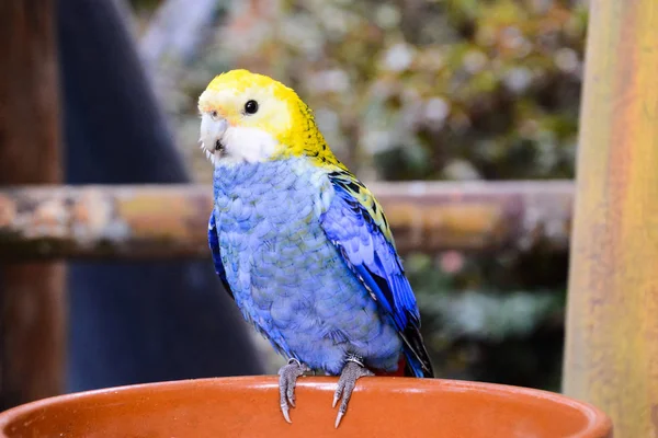 Foto Krásný Barevný Tropický Papoušek — Stock fotografie