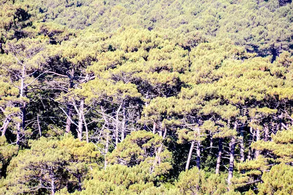 Fotoğraf Resmi Ormanın Pürüzsüz Desen Arkaplanı — Stok fotoğraf