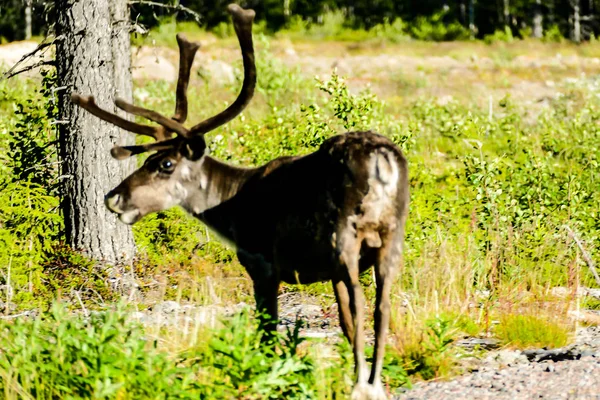 Deer Forest Beautiful Photo Digital Picture — Stock Photo, Image