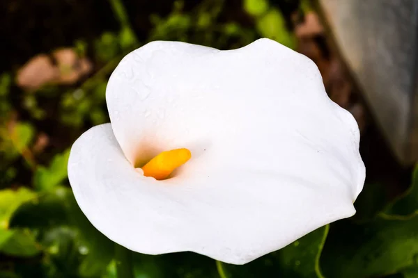 Foto Foto Del Hermoso Fondo Flores Flor —  Fotos de Stock